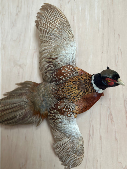 Ring Neck Pheasant Taxidermy