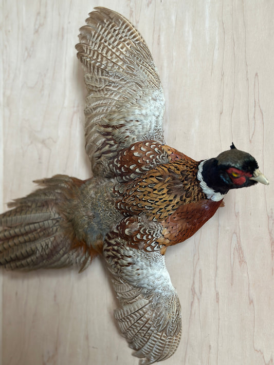 Ring Neck Pheasant Taxidermy