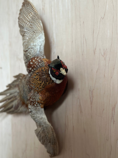Ring Neck Pheasant Taxidermy