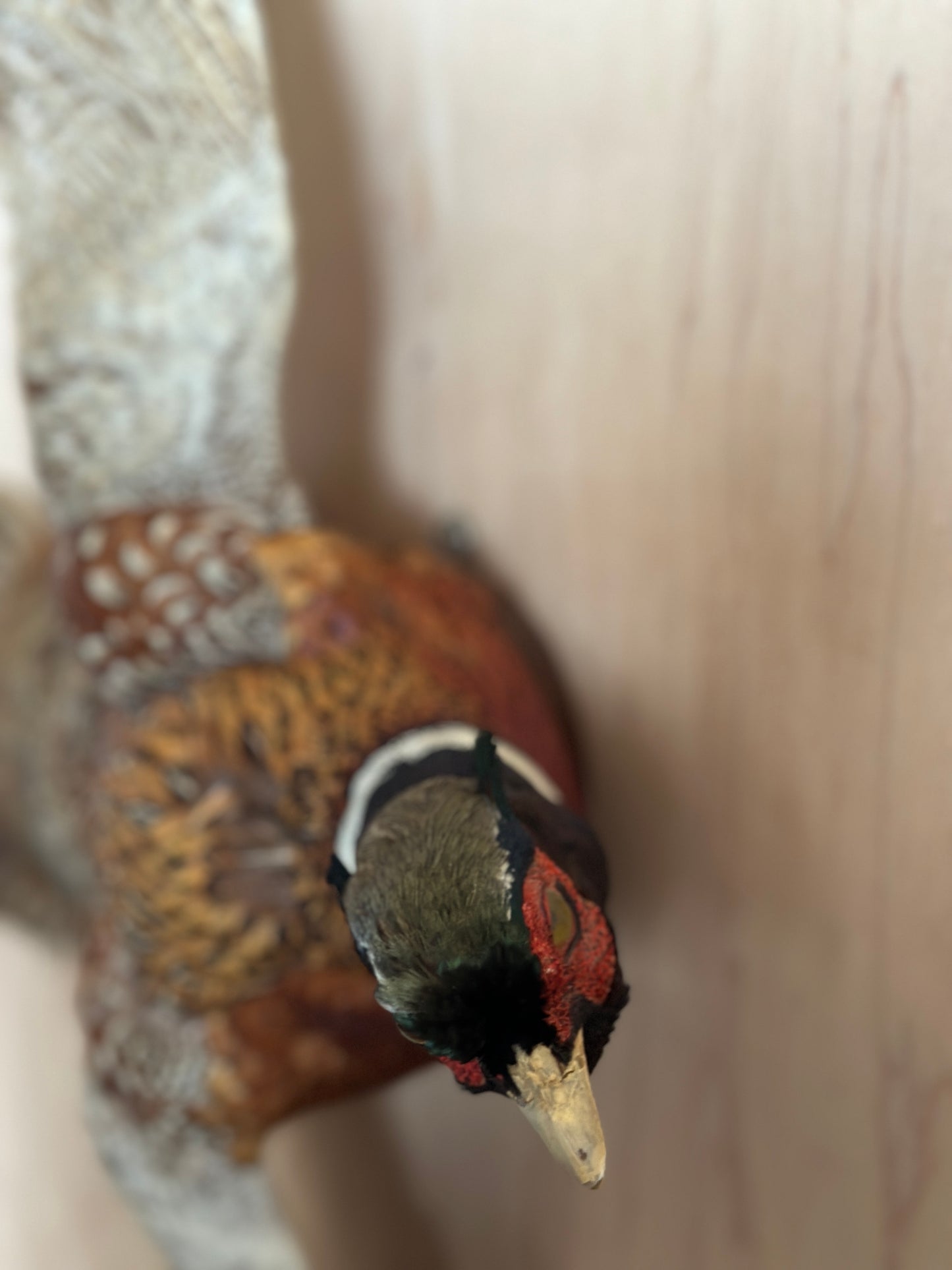 Ring Neck Pheasant Taxidermy