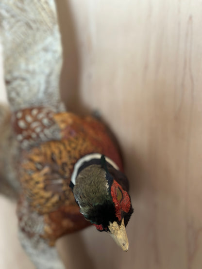 Ring Neck Pheasant Taxidermy