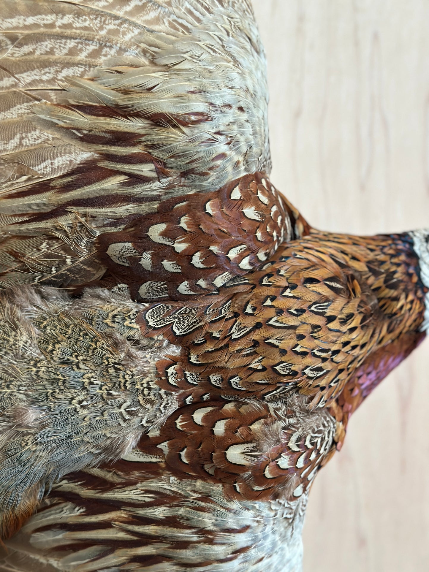 Ring Neck Pheasant Taxidermy
