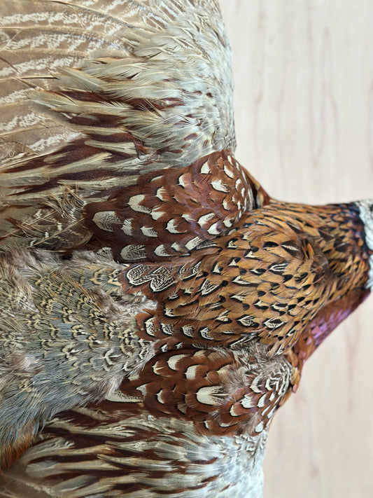 Ring Neck Pheasant Taxidermy
