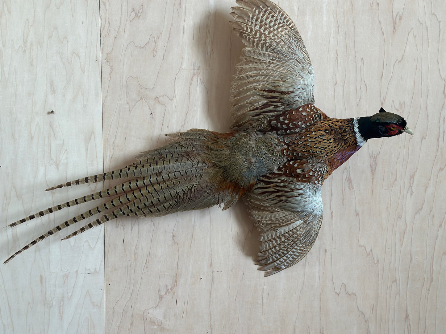 Ring Neck Pheasant Taxidermy