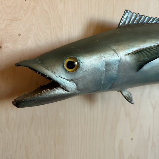 Kingfish Mount
