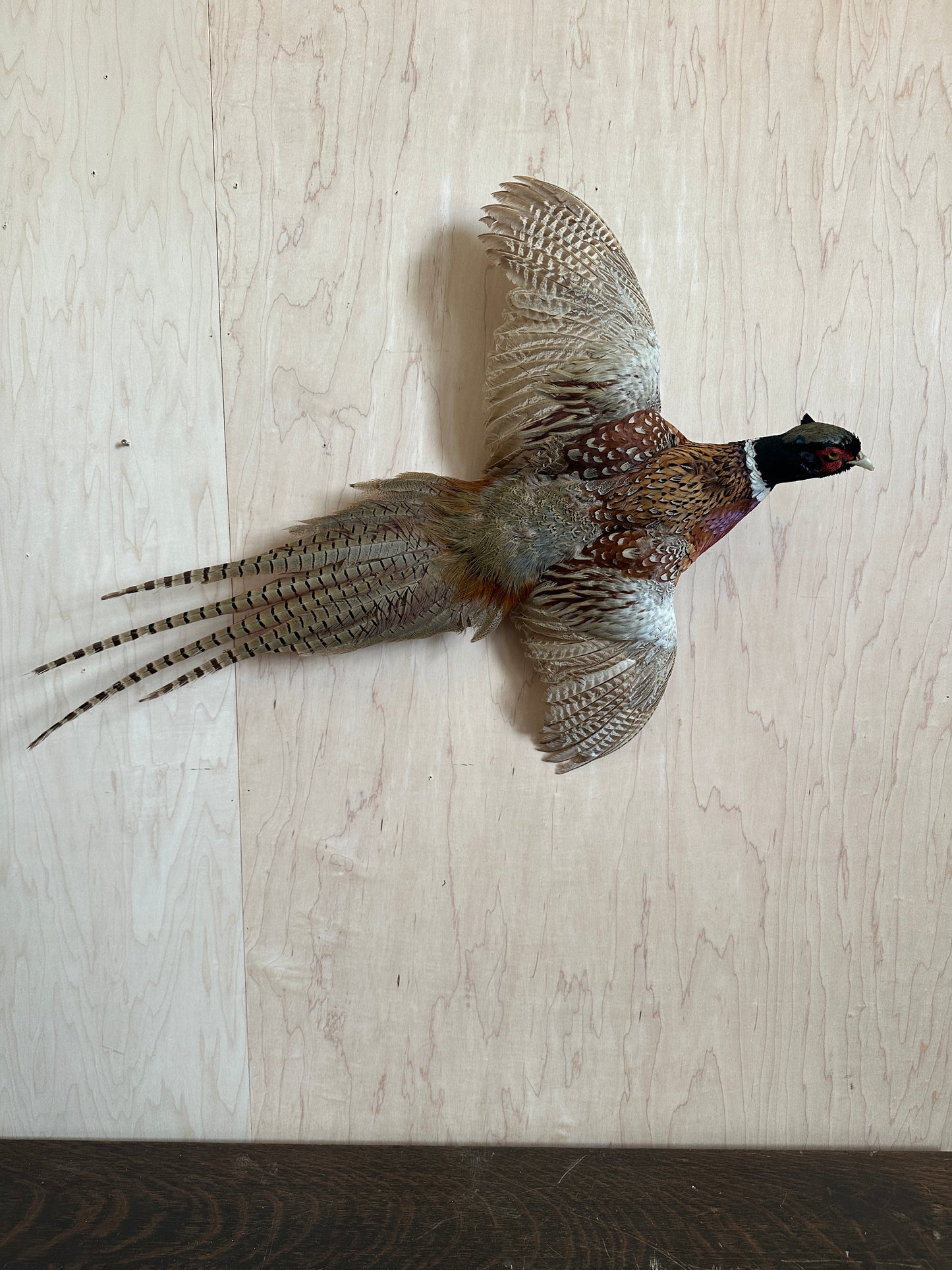 Ring Neck Pheasant Taxidermy